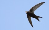 Gierzwaluw / Common Swift