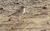 Dunns Leeuwerik / Dunns Lark