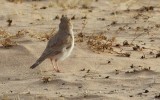 Dunns Leeuwerik / Dunns Lark