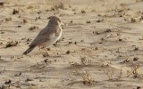 Dunns Leeuwerik / Dunns Lark