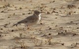 Dunns Leeuwerik / Dunns Lark