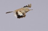 Witbandleeuwerik / Hoopoe Lark