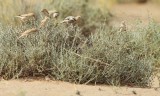 Woestijnmus / Desert Sparrow