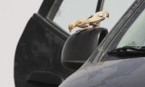 Woestijnmus / Desert Sparrow