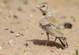 Zwartkruinvinkleeuwerik / Black-crowned Finch Lark