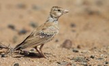 Zwartkruinvinkleeuwerik / Black-crowned Finch Lark