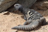 Reptile spec.