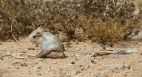 Woestijnspringmuis / Lesser Egyptian Jerboa