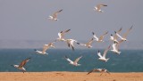 Koningsstern / Royal Tern