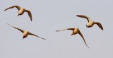 Sahelzandhoen / Spotted Sandgrouse