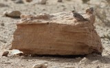 Woestijnvink / Trumpetter Finch