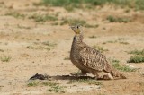 Kroonzandhoen / Crowned Sandgrouse