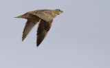 Kroonzandhoen / Crowned Sandgrouse