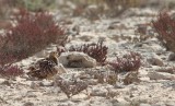 Kroonzandhoen / Crowned Sandgrouse