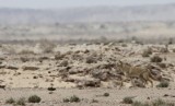 Gewone Jakhals / Golden Jackal