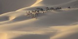 Sahara