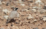 Temmincks Strandleeuwerik / Temmincks Lark