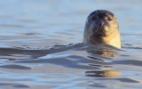 Gewone Zeehond