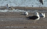 `Grote Mantelmeeuw / Greater Black-backed Gull