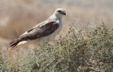 Atlasarendbuizerd / Atlas Long-tailed Buzzard