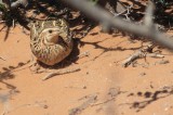 Kwartel / Common Quail