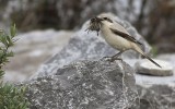Steppeklapekster / Steppe Grey Shrike
