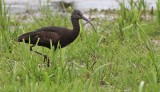 Zwarte Ibis / Glossy Ibis