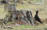 Zwarte Specht / Black Woodpecker