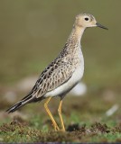 Blonde Ruiter / Buff-breasted Sandpiper