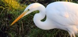 Grote zilverreiger / Great White Egret