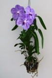 Hydroponic  Vanda Orchid of Inges collection