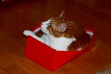 Ya, Im in a box, get over it!!