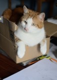 The Cat Sat in the Box