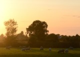 August Evenings