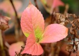Autumn colours