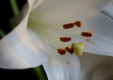 Lily