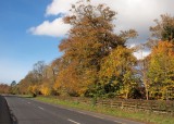 Roadside colour