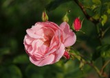 July Rose