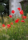 Late summer poppies