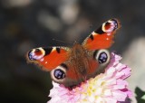 Peacock butterfly