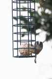 Long tailed tit