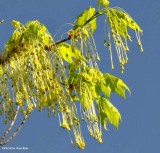 Black maple (<em>Acer nigrum</em>) new growth