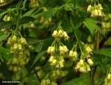 Bladdernut shrub (<em>Staphylea trifolia</em>)