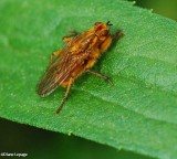Golden dung fly  (<em>Scathophaga stercoraria</em>)