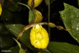 Yellow ladys-slipper (<em>Cypripedium parviflorum</em>)