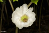 Mayapple flower (<em>Podophyllum peltatum</em>)