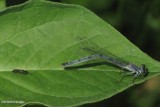 Eastern forktail, mature female (<em>Ischnura verticalis</em>)
