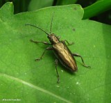 Aquatic leaf beetle (<em>Donacia</em> sp.)