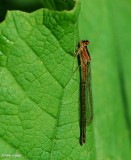 Eastern forktail, immature female (<em>Ischnura verticalis</em>)