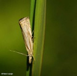 Cranberry Girdler (Chrysoteuchia topiarius), #5391